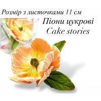 ПІон з бутонами цукровий 