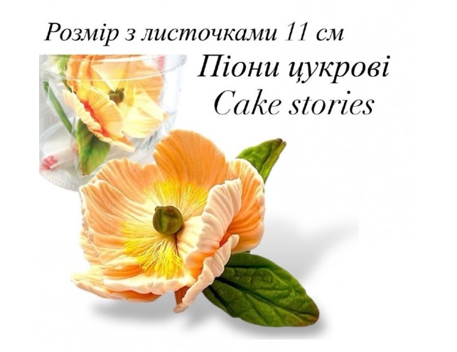 ПІон з бутонами цукровий 