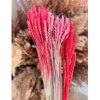 Пшениця кольорова