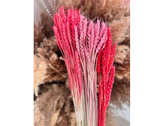 Пшениця кольорова