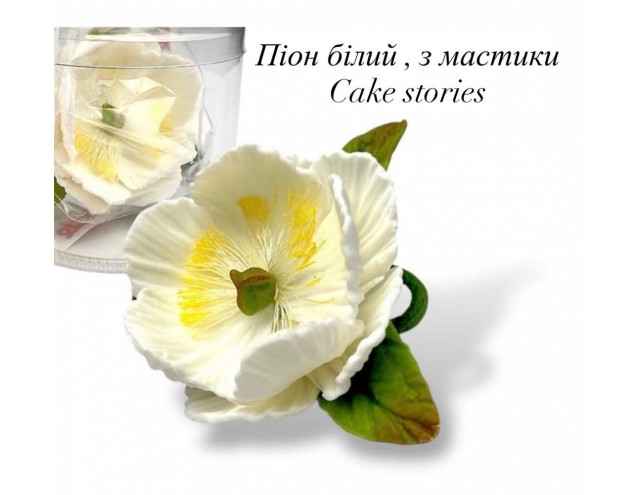 Піон з бутонами цукровий 