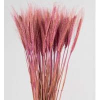 Пшениця кольорова                                                                                                             