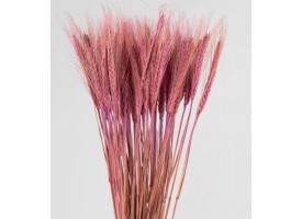 Пшениця кольорова Пшениця кольорова