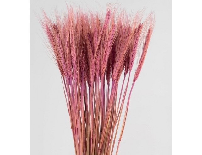 Пшениця кольорова                                                                                                             