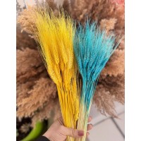 Пшениця жовто-блакитна