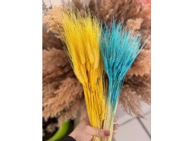 Пшениця жовто-блакитна