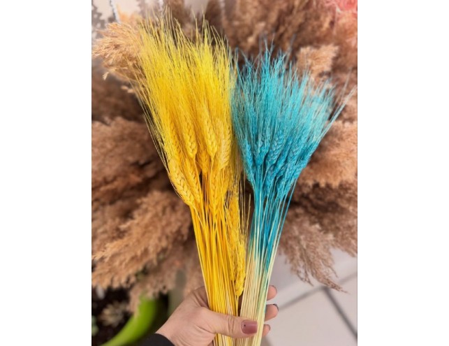 Пшениця жовто-блакитна