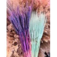 Пшениця кольорова