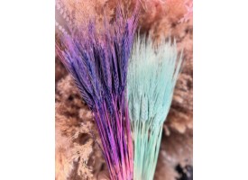 Пшениця кольорова