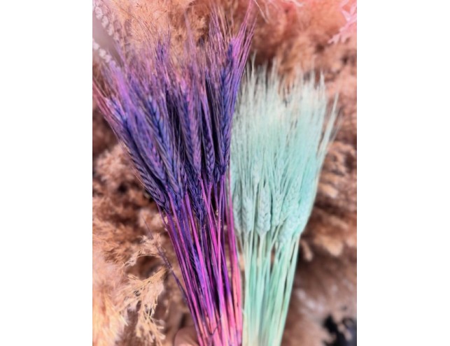 Пшениця кольорова