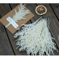 Сухоцвіт білий, 1 гілка