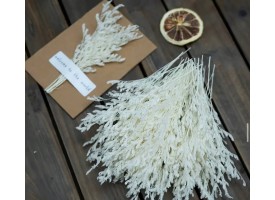 Сухоцвіт білий, 1 гілка