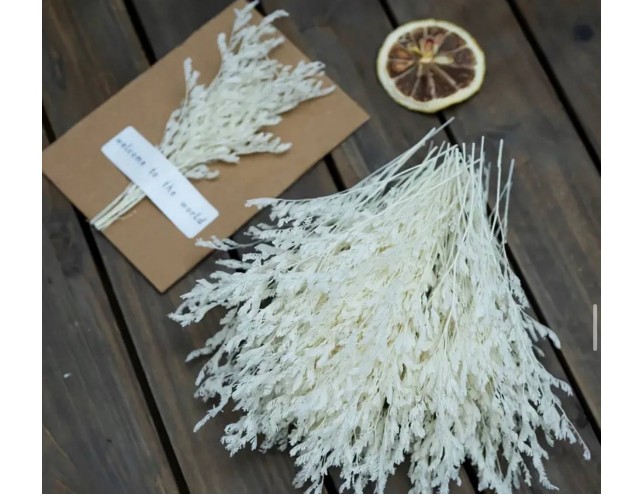 Сухоцвіт білий, 1 гілка