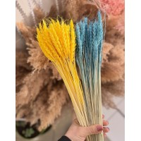 Пшениця жовто-блакитна