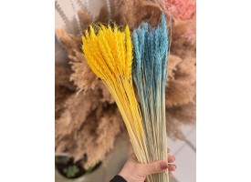 Пшениця жовто-блакитна