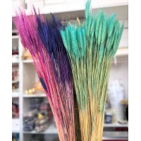 Пшениця кольорова