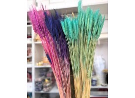 Пшениця кольорова