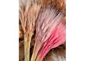 Пшениця кольорова