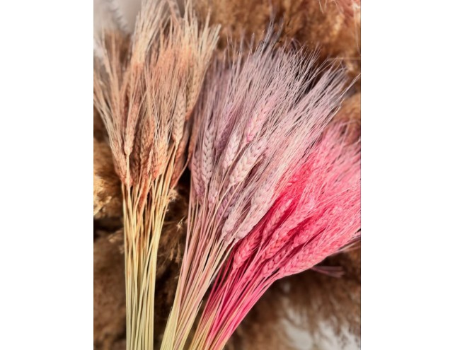 Пшениця кольорова